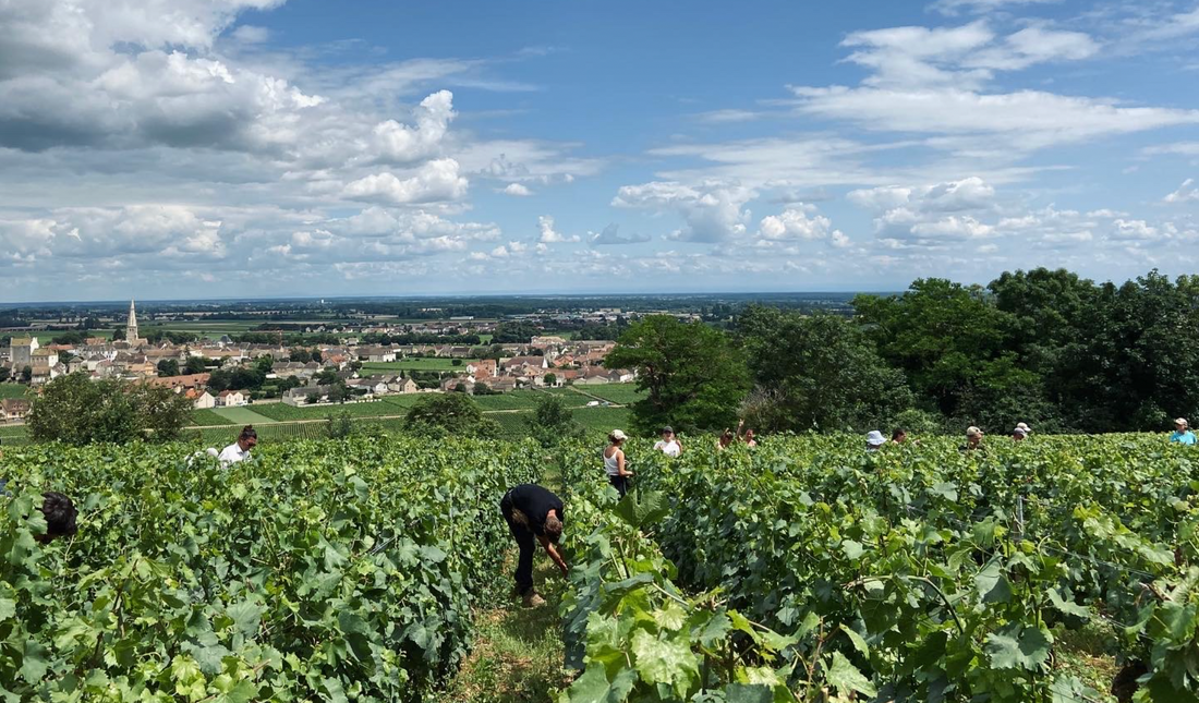 For Burgundy Lovers: A Chassagne Montrachet Rouge Premier Cru