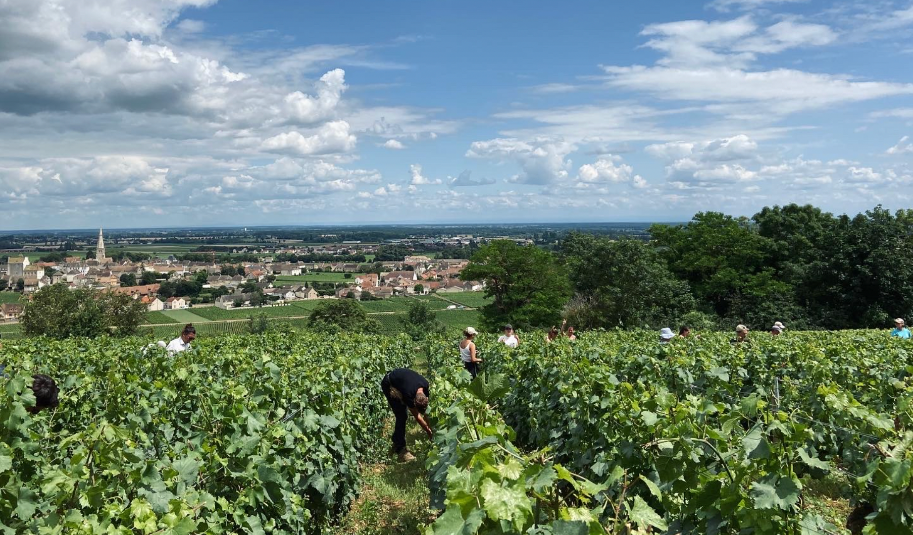 For Burgundy Lovers: A Chassagne Montrachet Rouge Premier Cru